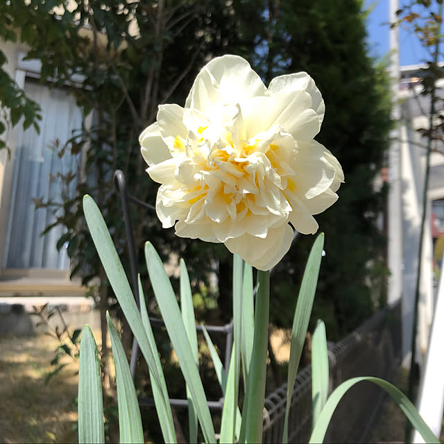 roserose555さんの実例写真