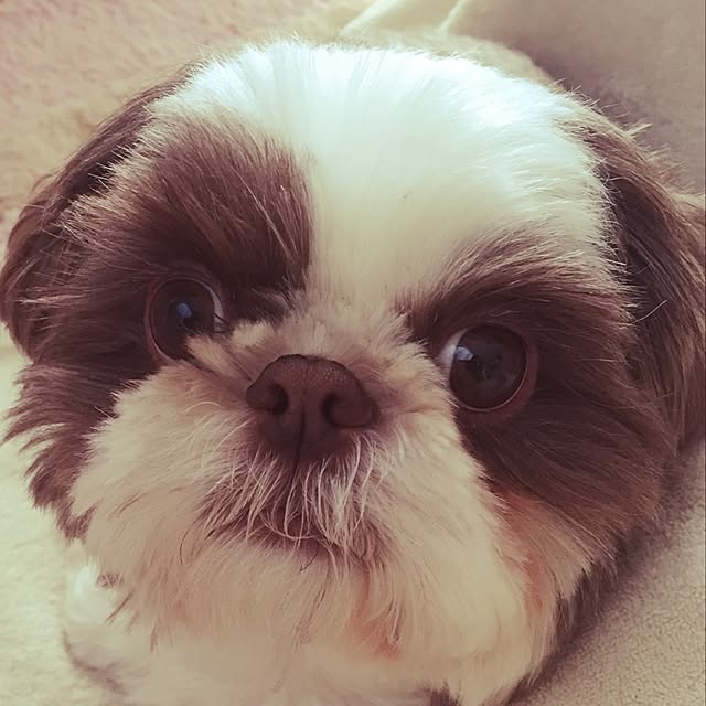 meguさんの実例写真