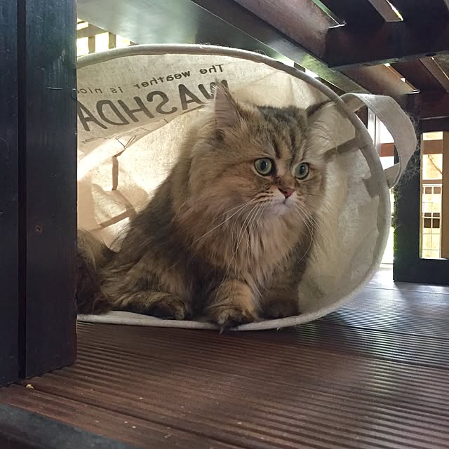 butachanさんの実例写真