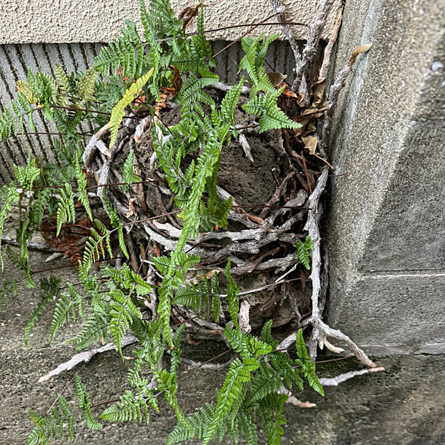 mamizaさんの部屋