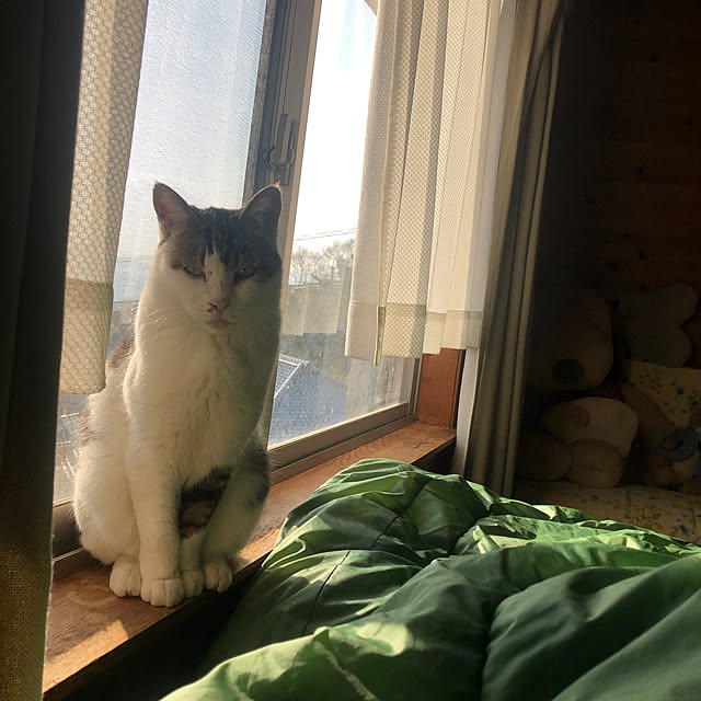 conatuさんの実例写真