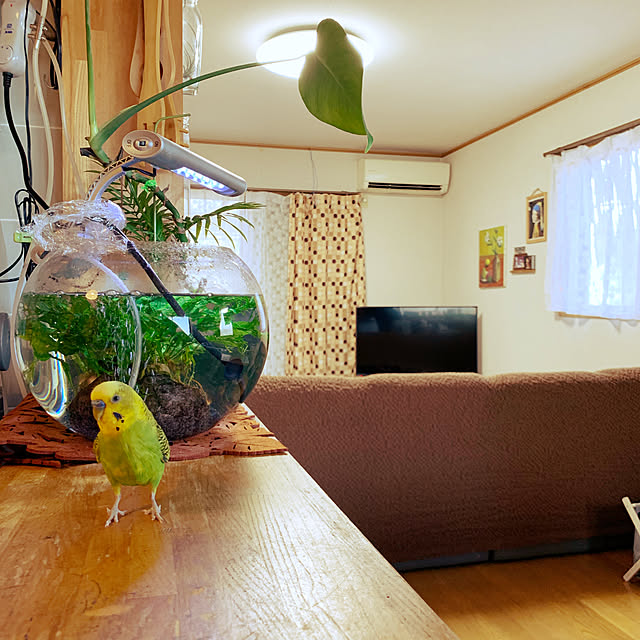 cyaroさんの実例写真