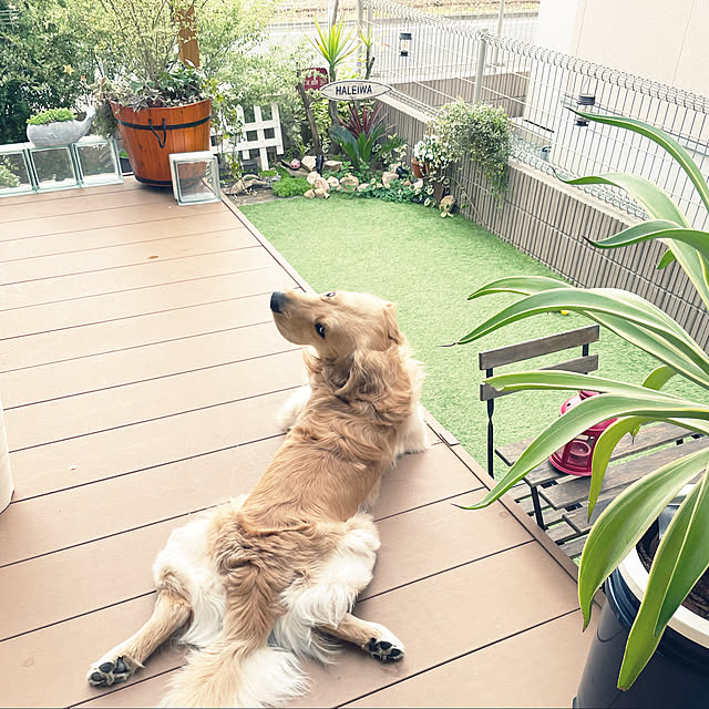 ゴールデンレトリバー/犬と暮らす/ぐりーんと暮らす/植物のある暮らし/人工芝...などのインテリア実例 - 2022-03-31 08:39:10