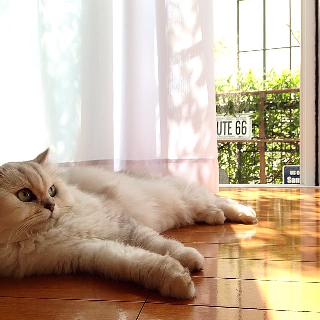 sakuさんの実例写真