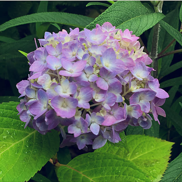 yukarin-gardenさんの実例写真