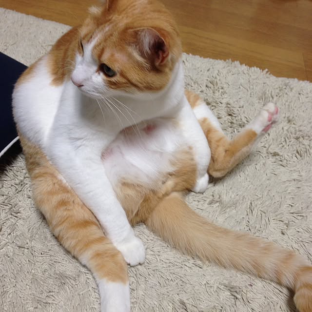 Kinanさんの実例写真
