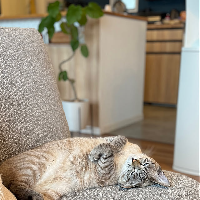 amさんの実例写真