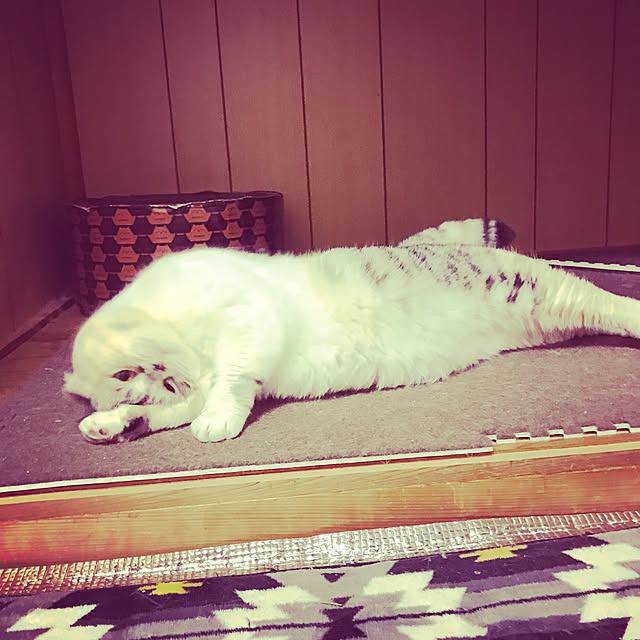 Yurisaさんの実例写真