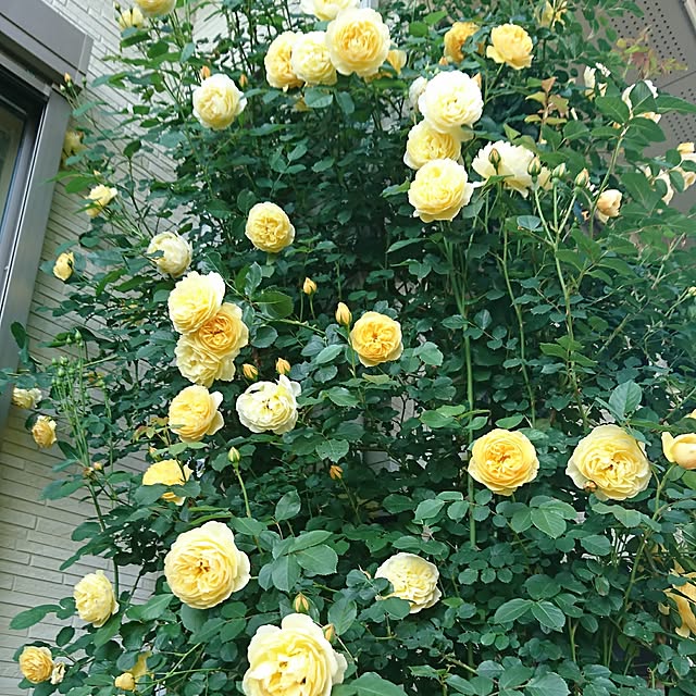AZさんの実例写真