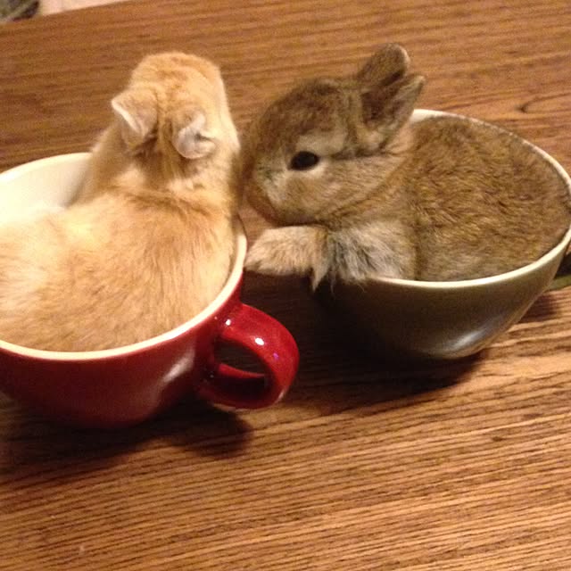 usa_cheeseさんの実例写真
