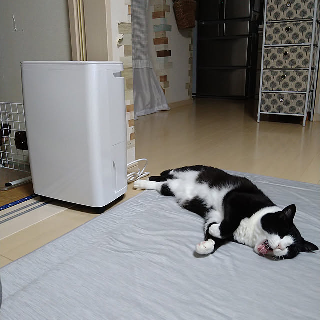 koromaroさんの実例写真