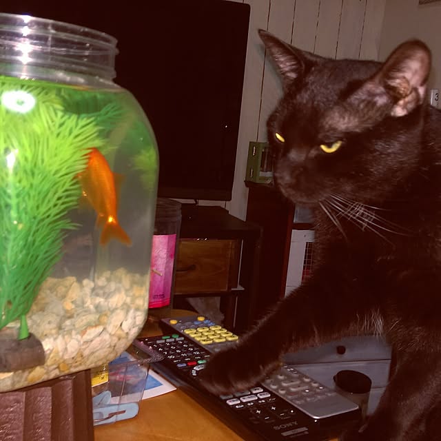 OKANさんの実例写真