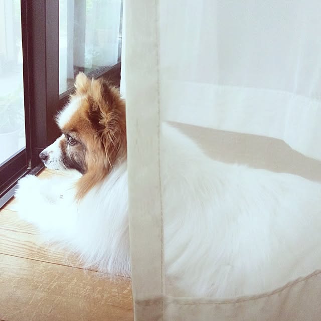 Cosmosさんの実例写真