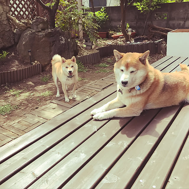 sivaさんの実例写真