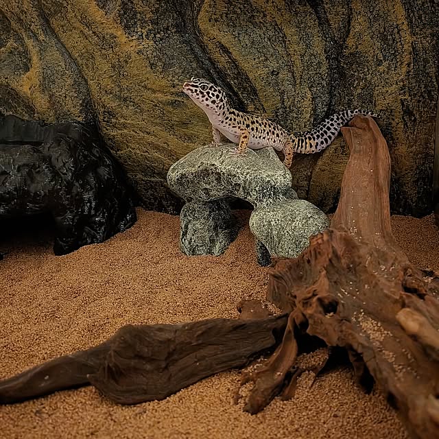 r0siereさんの実例写真