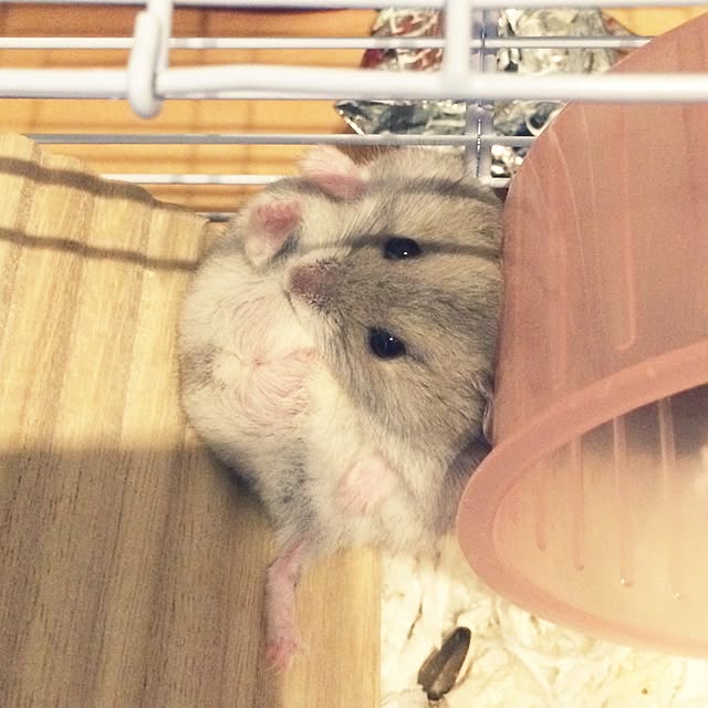 akko-rinさんの実例写真
