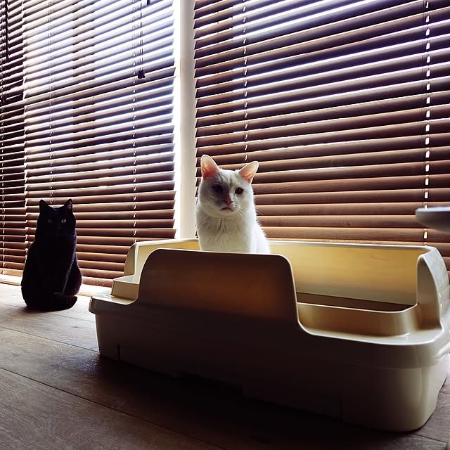 Blackcatさんの部屋