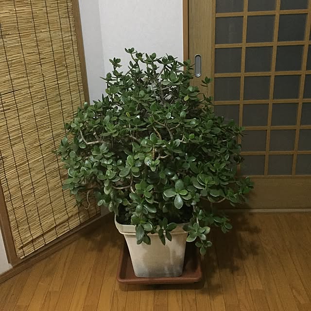 ammi0423さんの実例写真