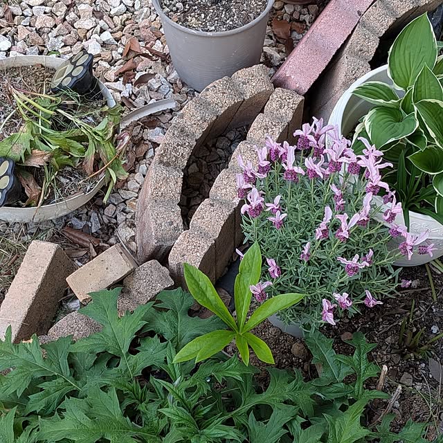 chi_gogaさんの実例写真