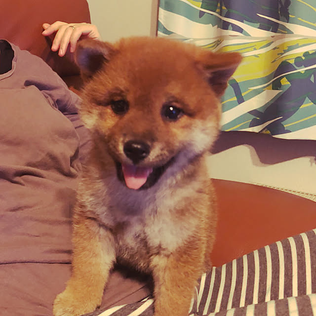 tanyuumoさんの実例写真