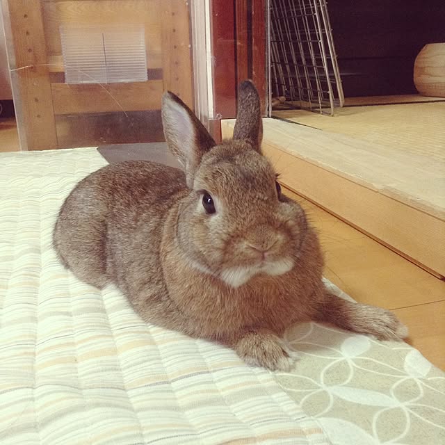 yuzu0223さんの実例写真
