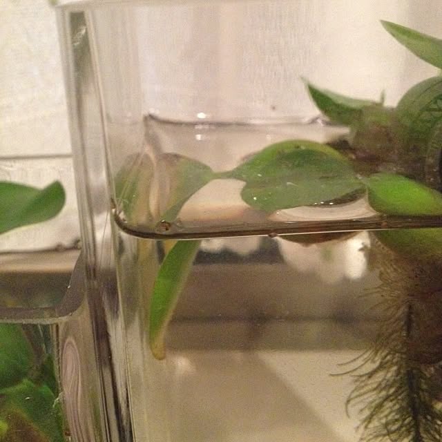 dicekbeetleさんの実例写真