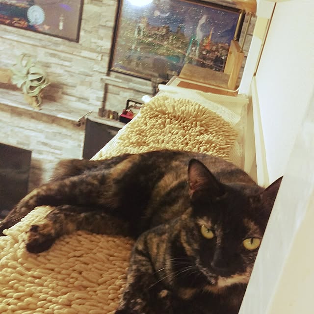 tama1435さんの実例写真