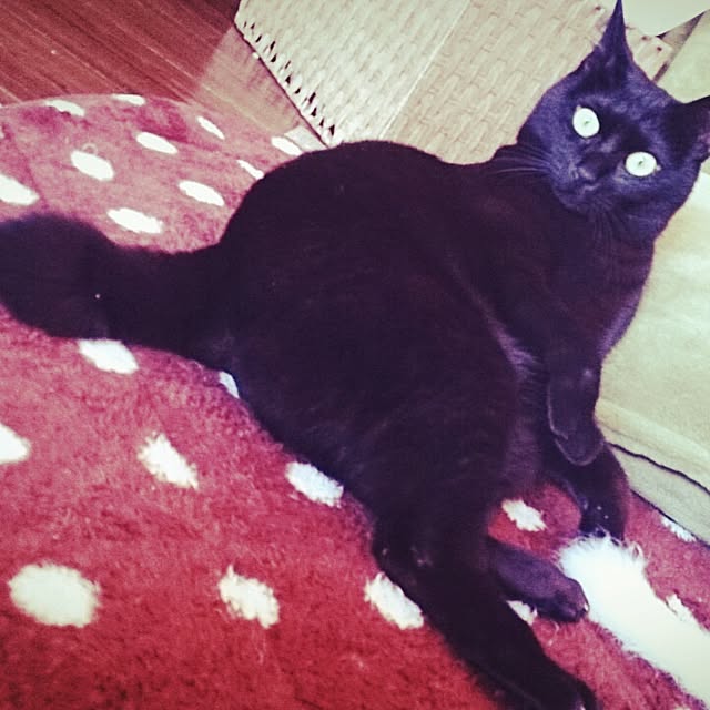 kuuaさんの実例写真