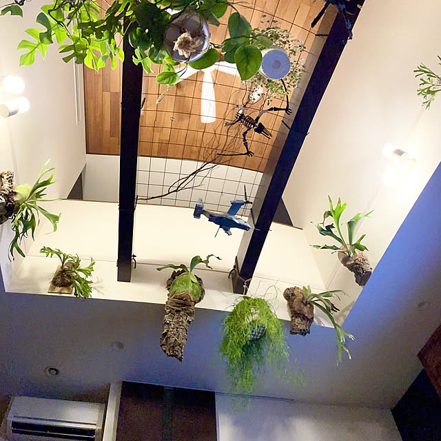 リビング/観葉植物/ダイソー/ナチュラル/植物...などのインテリア実例 - 2023-07-18 22:36:42