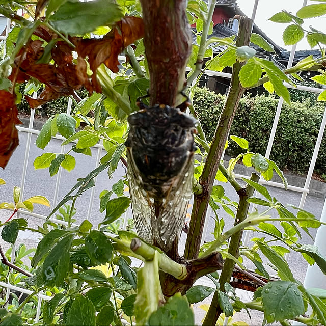 AYUKOさんの実例写真