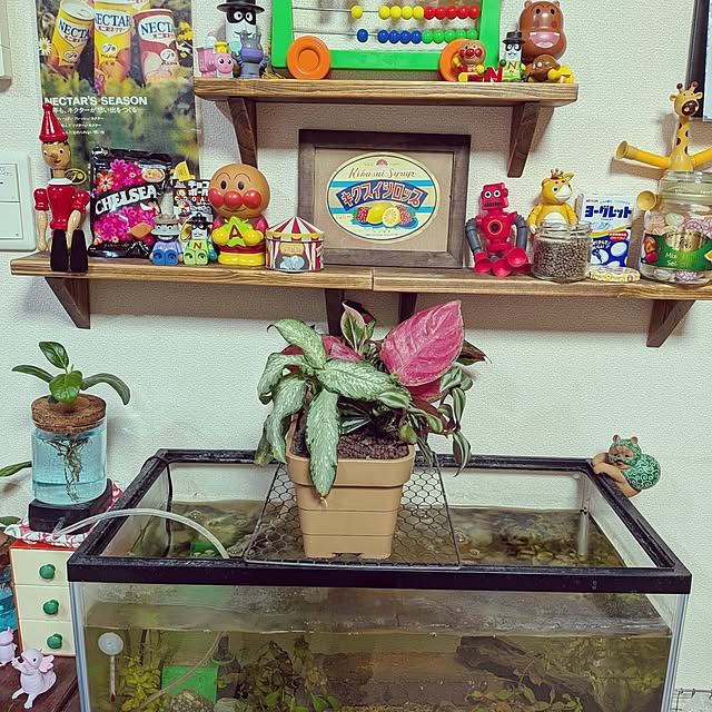 umeboshicyanさんの部屋