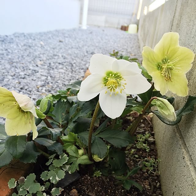 tiaraさんの実例写真