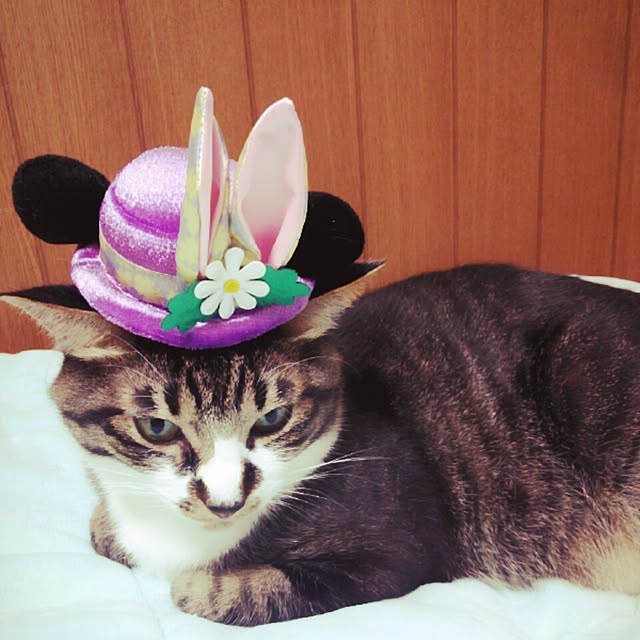 gomaさんの実例写真