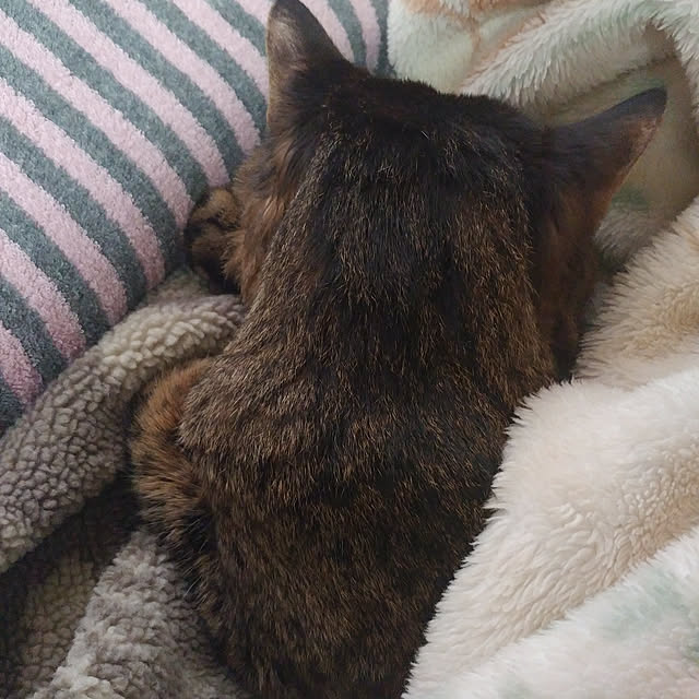 kittenblueさんの実例写真