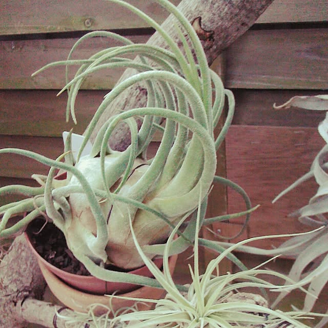 Plantexhibitionhallさんの実例写真