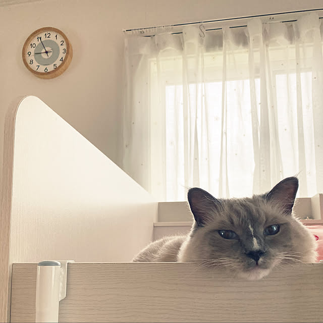 ne-coさんの実例写真