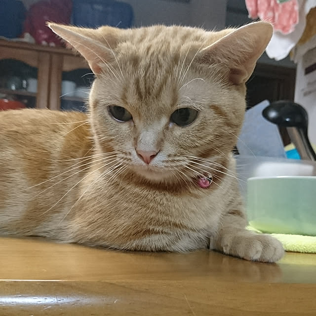 shinobuさんの実例写真