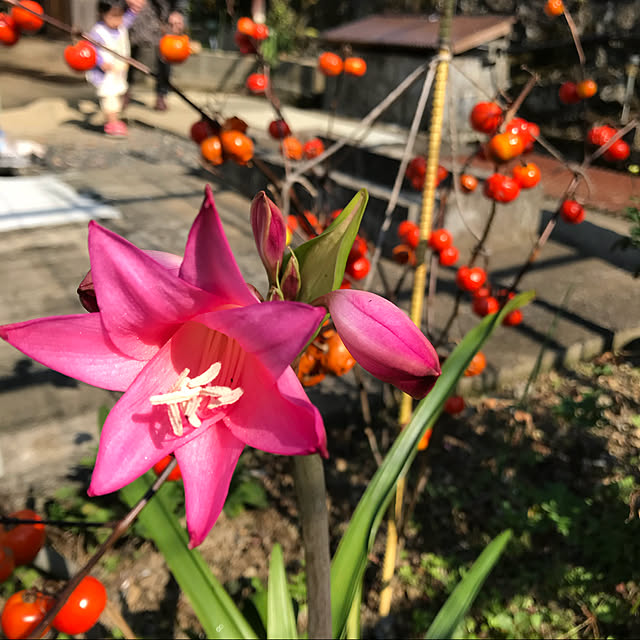sakura1116さんの実例写真