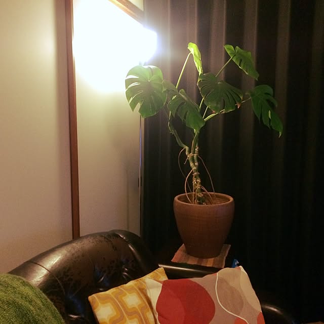 リビング/植物/モンステラのインテリア実例 - 2014-11-14 09:25:37