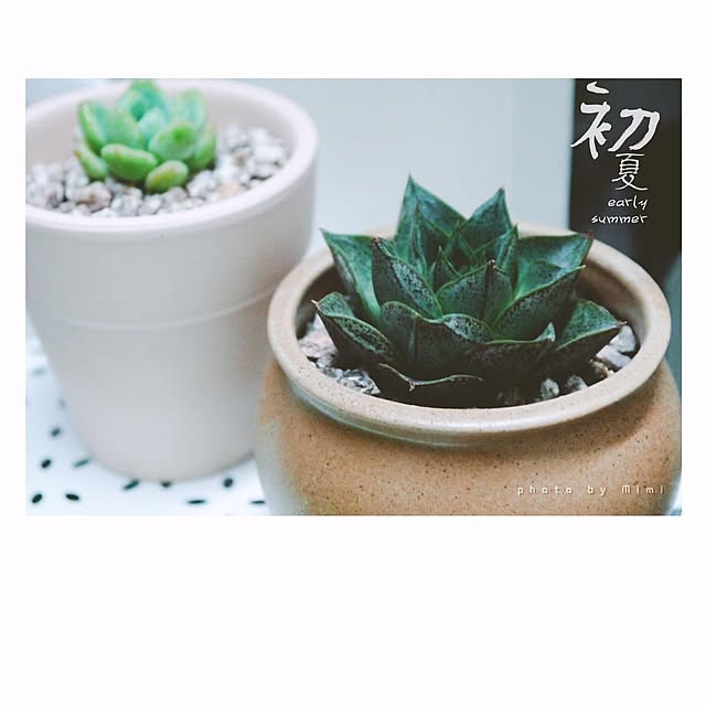部屋全体/多肉植物のインテリア実例 - 2016-06-12 20:42:11