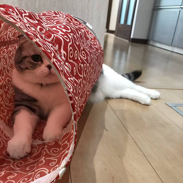 Dahliaさんの実例写真