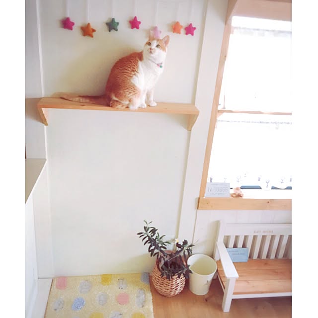 mintcatさんの実例写真