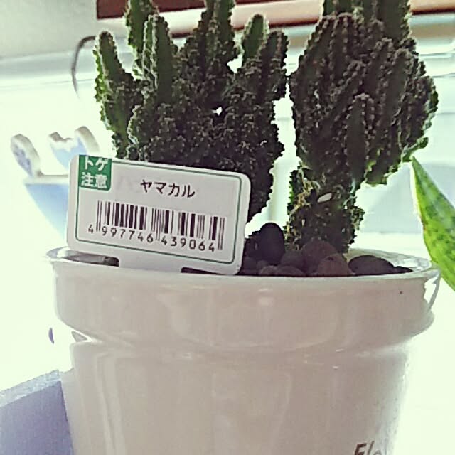 atukoさんの実例写真