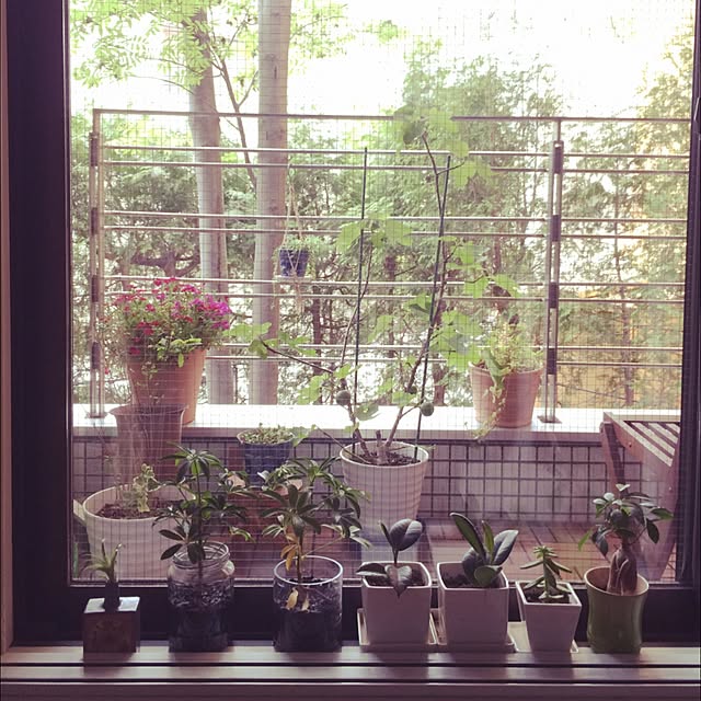 壁/天井/観葉植物のインテリア実例 - 2016-05-16 12:03:31