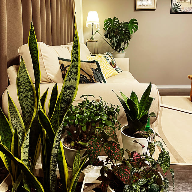 titiさんの実例写真