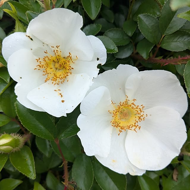 machikomamaさんの実例写真