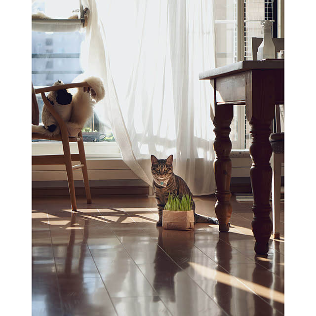 oliveさんの実例写真