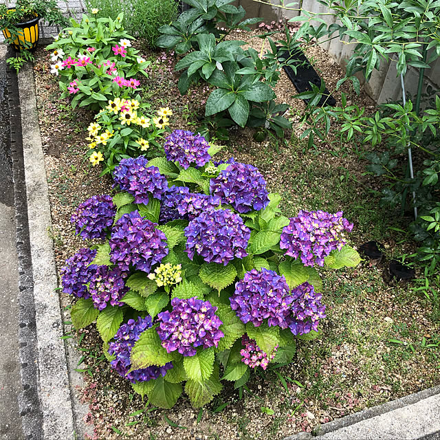 Kumikoさんの実例写真