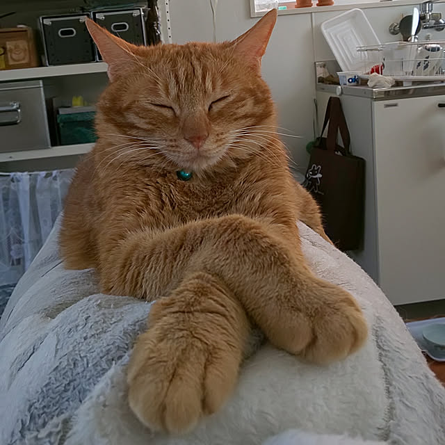 37さんの実例写真