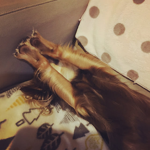 cookie_houseさんの実例写真